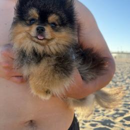 Pomeranian puppies from Pure hearts