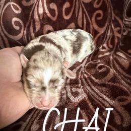 Chai - Red merle female Toy Australian Shepherd puppy in Medical Lake, Washington from MAS Gone Rogue