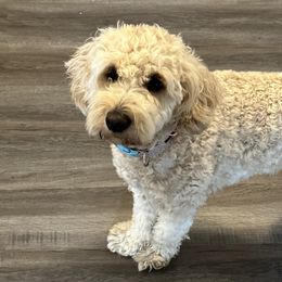 Mia - Goldendoodle