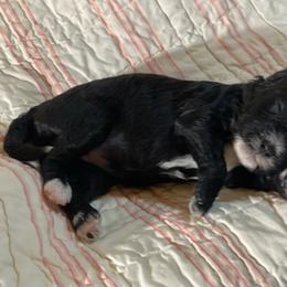 Meadow - Black female Cavapoo puppy in Atlanta, Georgia from RockaDoodles