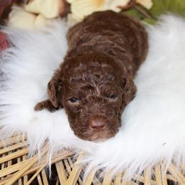 Brown Male - Red male Aussiedoodle puppy in Belgreen, Alabama from Scott’s Farm Poodles and Doodles