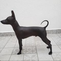 Rio - Xoloitzcuintli