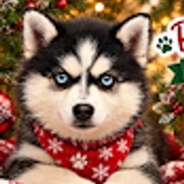 Rowan - Pomsky