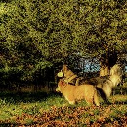 Native American Indian Dog Puppies from Seven Sisters Canids