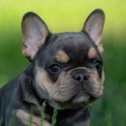 American Bullies and French Bulldogs from Nitro’s Bullies
