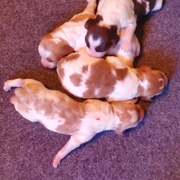 Boy 2 - Orange and white male Brittany puppy in North Hampton, New Hampshire from Birch Spring Brittanys