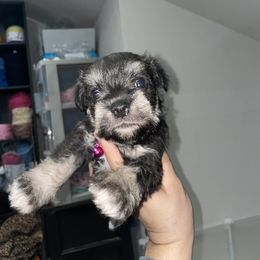 Miniature Schnauzer Puppies from Mini Schnauzers for Life
