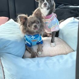 Kuzma - Silver male Chihuahua puppy in Mesa, Arizona from Arizona Dream Chihuahuas