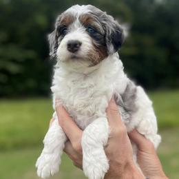 Bernedoodle and Cockapoo Puppies from Waggle Doodles