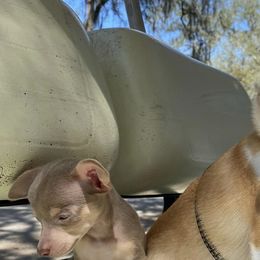 Chihuahuas from Lil Bit Puppies