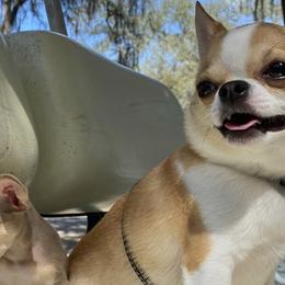 Chihuahuas from Lil Bit Puppies