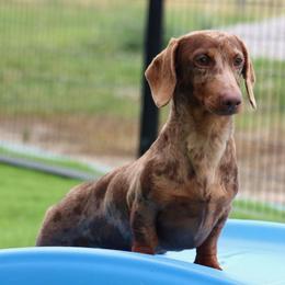 Charlie - Dachshund