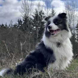 Border Collie puppies from Prophecy Kennels