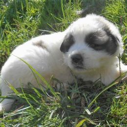 Puppy ID 819255 - White and badger male Great Pyrenees puppy in Leicester, North Carolina from Randall Glen Pyrenees