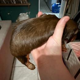 Male 2 - Chocolate and cream male Dachshund puppy in Houma, Louisiana from Portier’s Mini Dachshunds
