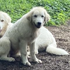 Chiara - Maremma Sheepdog