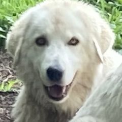 Chiara - Maremma Sheepdog
