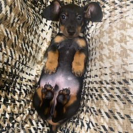 Charlie - Black and tan male Dachshund puppy in New York, New York from Sausagedog-NYC