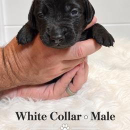 White collar male - Black male Labrador Retriever puppy in Imperial, Missouri from Kalkbrenner's Labrador Retrievers