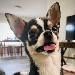 Chihuahuas and Papillons from Torro Chihuahuas