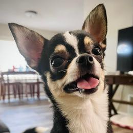 Chihuahuas and Papillons from Torro Chihuahuas