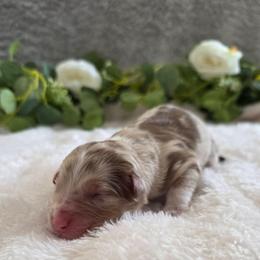 Skittles - Red merle female Australian Shepherd puppy in Summerville, South Carolina from Flowertown Aussies