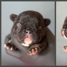 FLUFFY Cocoa and Tan Yellow Collar - Tricolors female French Bulldog puppy in Harmony, North Carolina from Schuster Haus