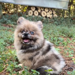 Prince (sweet boy) - Blue merle male Pomeranian puppy in Hughes Springs, Texas from Hughes Springs Tx Poms