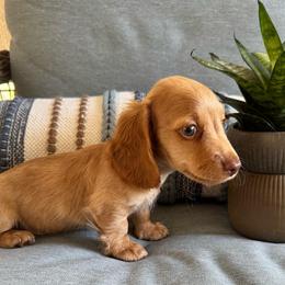 Everett - Red male Dachshund puppy in Lakeland, Florida from Cynthia’s Royal Dachshunds