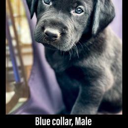 Labrador Retriever Puppies from Bluegrass Labradors