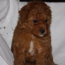 Australian Shepherd, Goldendoodle, and Poodle Puppies from 5AFarms