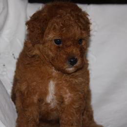Australian Shepherd, Goldendoodle, and Poodle Puppies from 5AFarms