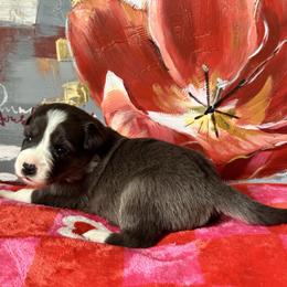 Skye - Blue merle female Border Collie puppy in Hartsville, South Carolina from Wiggles 4 Life