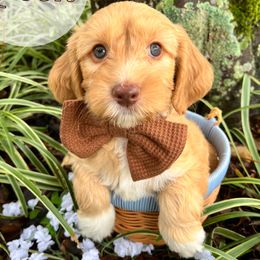 Pooh - Caramel male Australian Labradoodle puppy in Decatur, Alabama from Southern Meadows Doodles