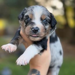 Blaze - Blue merle male Australian Shepherd puppy in Polk City, Florida from Skaky Shepherds