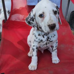 Boy 8 - Dalmatian puppy in Westfield, Massachusetts from Adopt A Spot New England