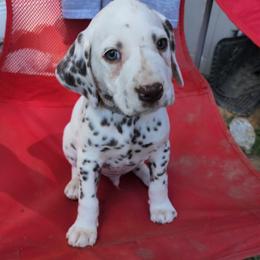 Boy 8 - Dalmatian puppy in Westfield, Massachusetts from Adopt A Spot New England
