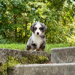 Bailey - Blue merle male Miniature Australian Shepherd puppy in Sandy Hook, Kentucky from RidgeTop Aussies