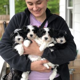 Havanese and Pug Puppies from Casa Blanca Pugs & Mardi Gras Havanese