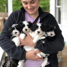 Havanese and Pug Puppies from Casa Blanca Pugs & Mardi Gras Havanese