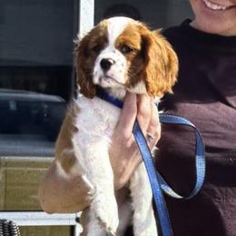 Cavalier King Charles Spaniels from Baker Family Cavalier King Charles Spaniels