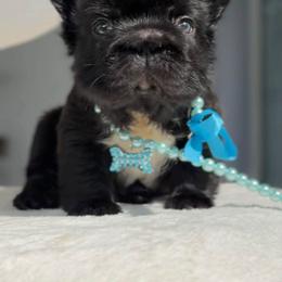 Bulgari - Black and white male French Bulldog puppy in Miami, Oklahoma from Destiny Jones