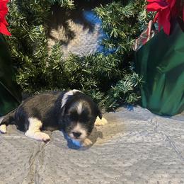 Boy 2 - Black and white male Havanese puppy in Running Springs, California from Shadycove K9