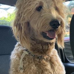 Goldendoodles from Island Doods