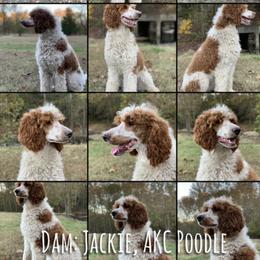 Jackie - Poodle