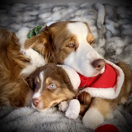 Buck Wild- tail, blue eyes likely - Red tri-color male Australian Shepherd puppy in Penrose, Colorado from Best Friend Aussies