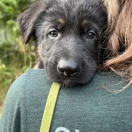 Green collar male - Black and tan male German Shepherd puppy in Winterport, Maine from Vom Stevens Old Fashioned German Shepherds