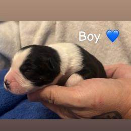 Boy one - Black & white male Miniature Australian Shepherd puppy in Colbert, Georgia from Deep South Aussie's