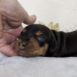 Boy 1 - male Dachshund puppy in Mt. Sterling, Illinois from Doxie Do's
