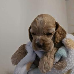 Dior - Buff male Cocker Spaniel puppy in Port Washington, New York from Belive in Dreams Cockers